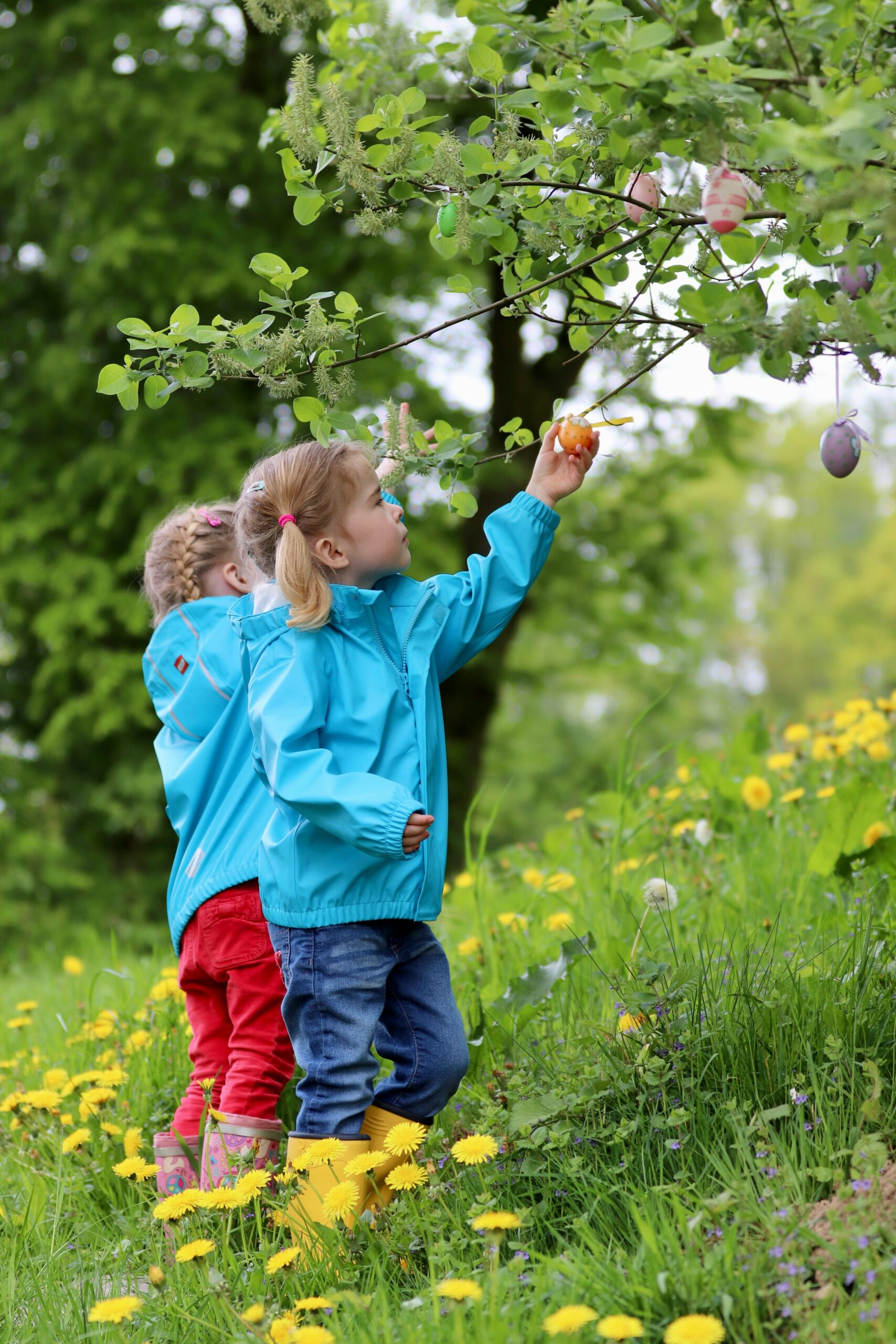 kids picking fruit from tree